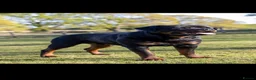 Rottweiler dogs for stud: Proven kc reg Health tested hip and elbow scored in Windsor - Advert 6