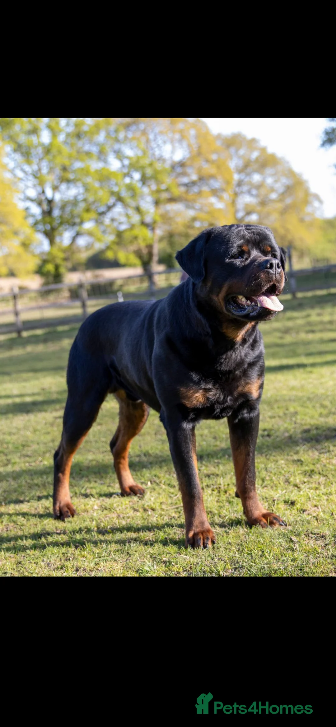 Rottweiler dogs for stud: Proven kc reg Health tested hip and elbow scored in Windsor - Advert 6