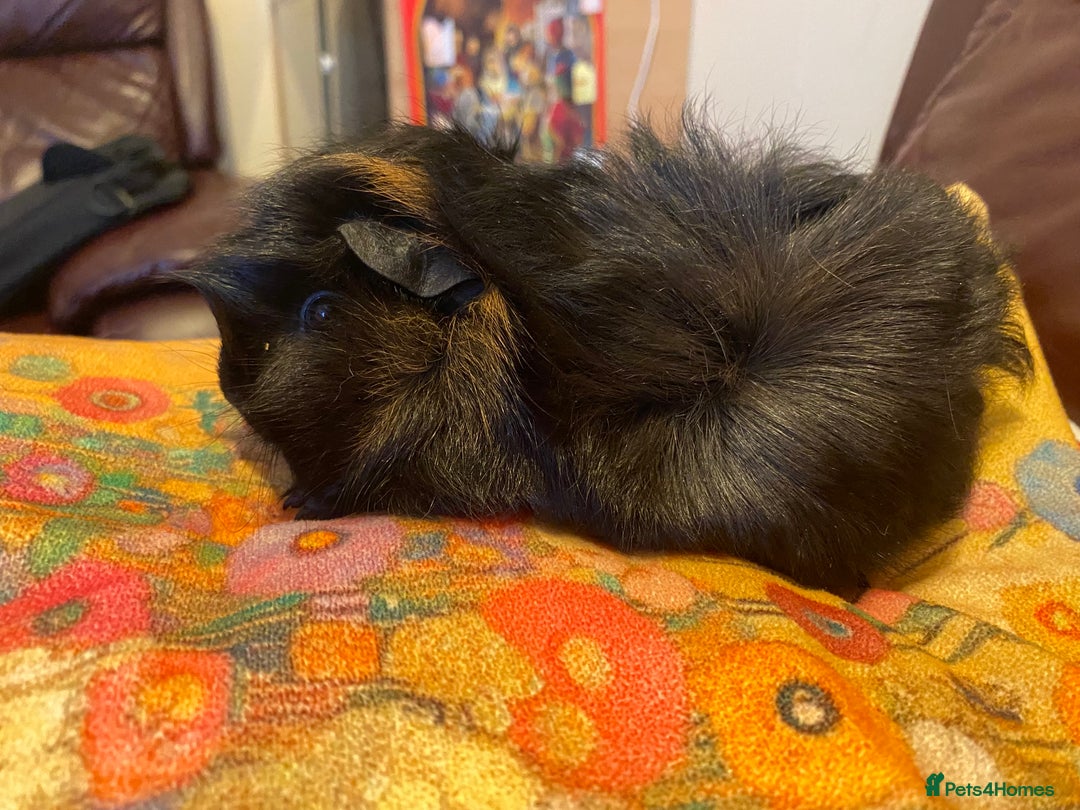 Guinea Pig rodents for sale: Female guinea pigs - Advert 1