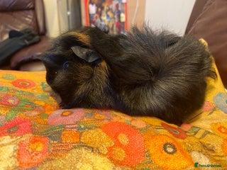 Guinea Pig rodents Female guinea pigs - Advert 1