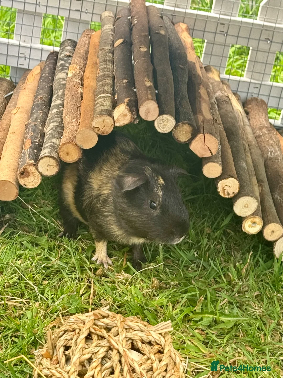 Guinea Pig rodents for sale: Bonded Male Guinea Pigs Hutch/Rain Cover Included in Swindon - Advert 2