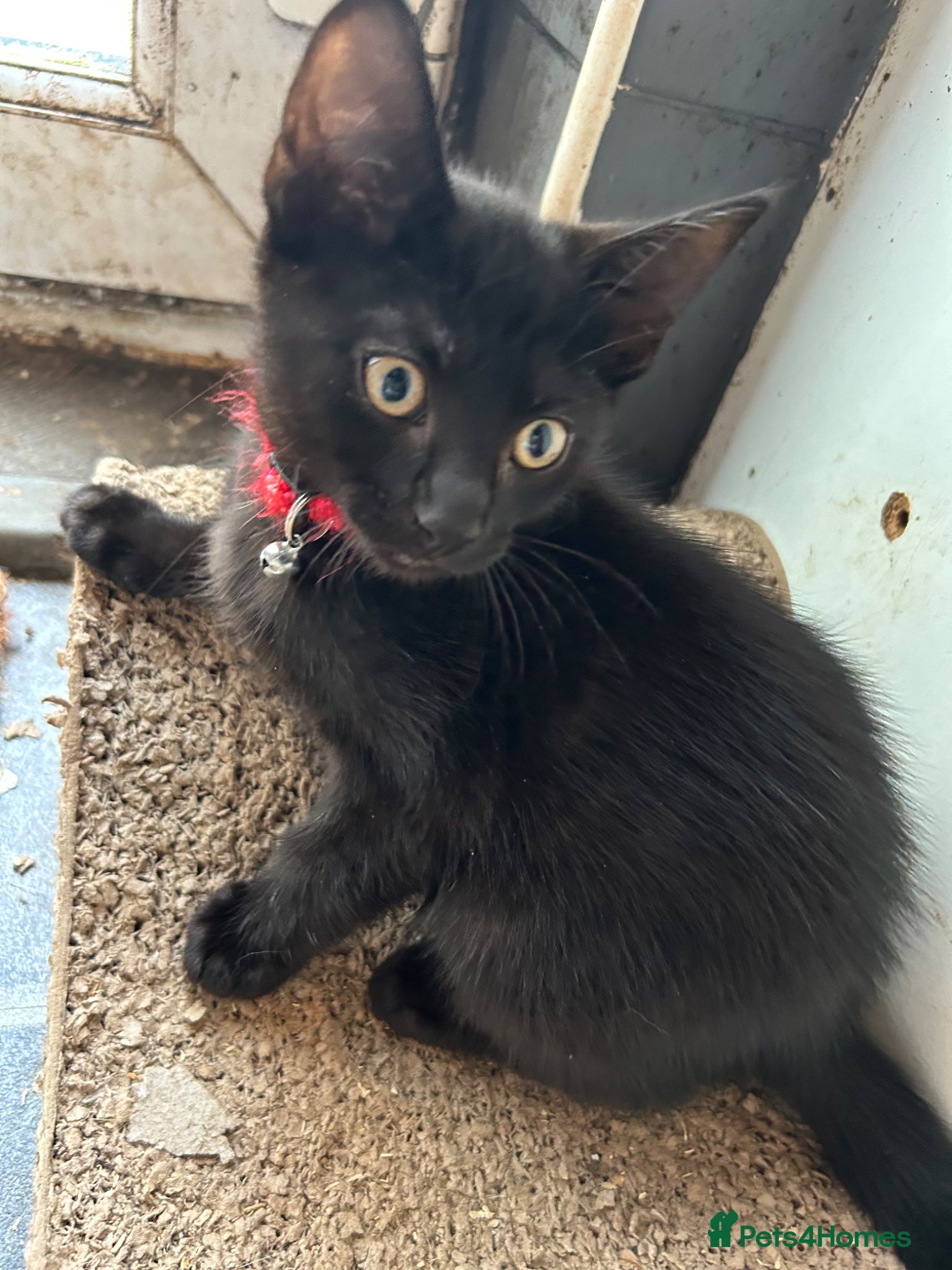 Mixed Breed cats Kittens for sale  - Advert 6