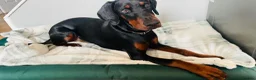 Dobermann dogs for sale: Finding the Perfect Forever Home for Arya - Advert 5