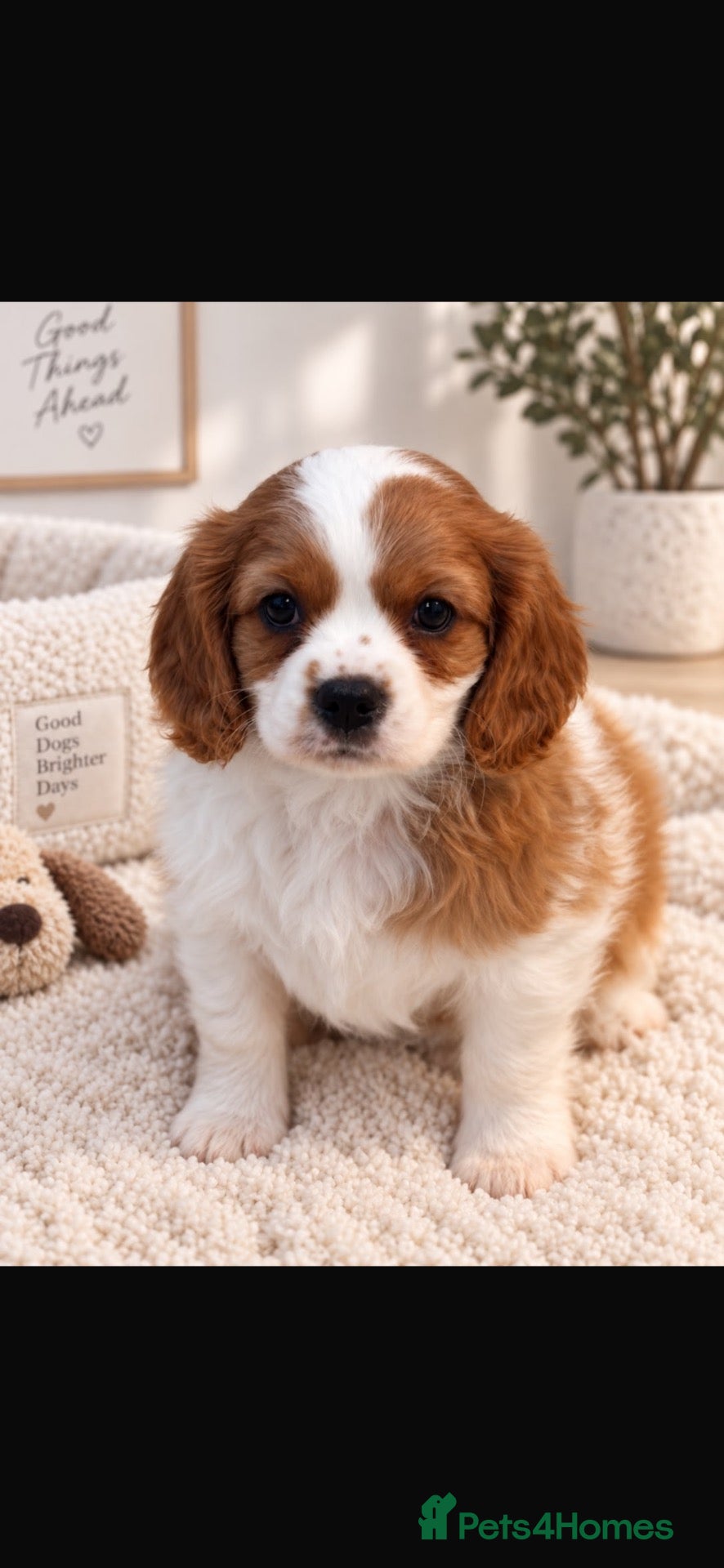 Cavalier King Charles Spaniel dogs Beautiful cavalier King Charles puppies  - Advert 1
