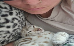 Bengal cats for sale: Outstanding kittens from Show parents. - Image 18