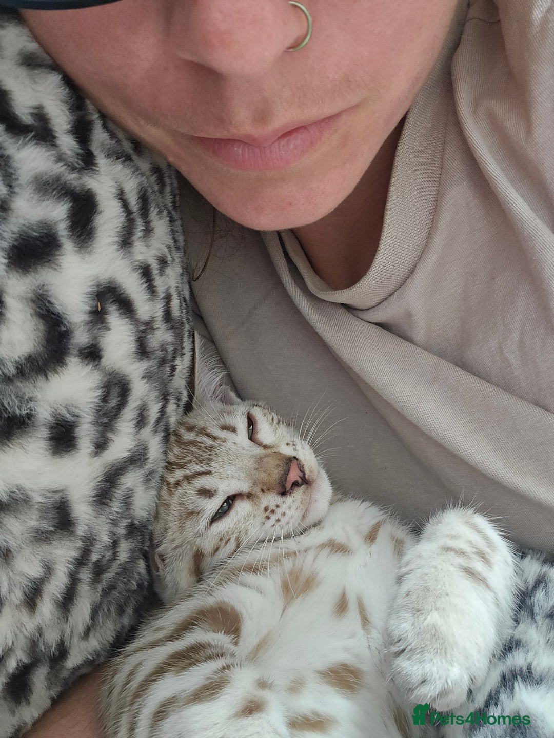 Bengal cats for sale: Outstanding kittens from Show parents. - Image 18
