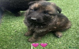 German Shepherd dogs for sale: Beautiful puppies looking for there new homes.  - Image 5