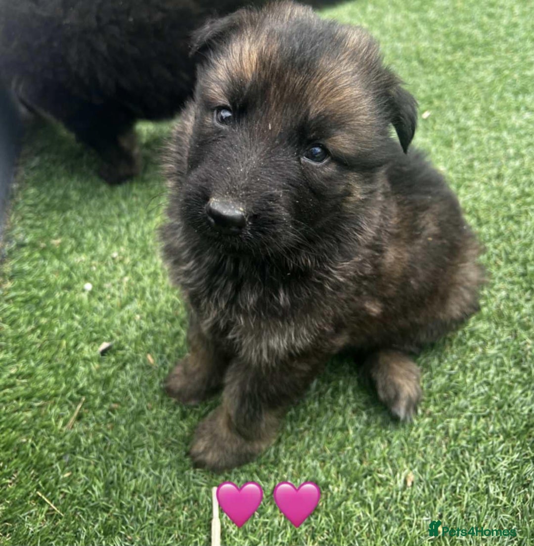 German Shepherd dogs for sale: Beautiful puppies looking for there new homes.  - Image 5