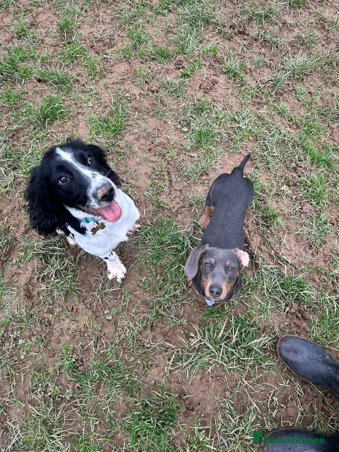 Miniature Dachshund dogs for sale: REHOME 7 month old miniature dachshund  in Saltash - Advert 3