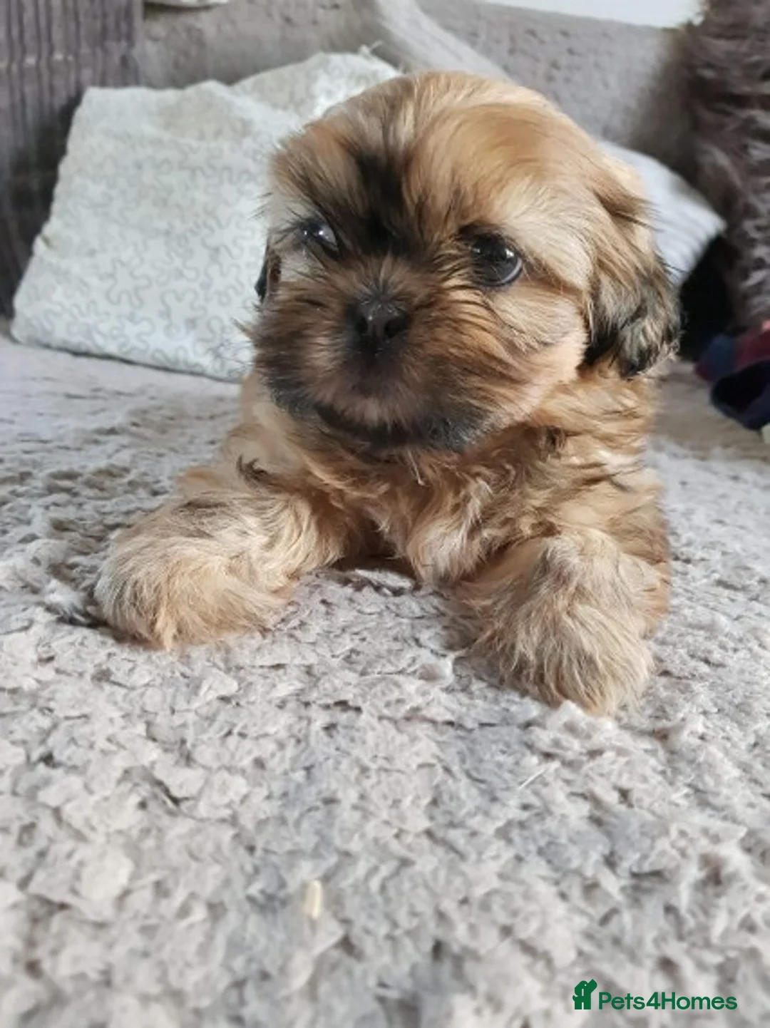 Shih Tzu dogs for stud: Shih tzu stud (Proven) not for sale in Glasgow - Advert 14