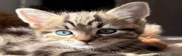 Mixed Breed cats for sale: One beautiful kitten male ready soon - Advert 5
