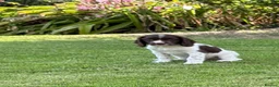 English Springer Spaniel dogs for sale: Very Well Bred Male Springer Spaniels - Advert 13