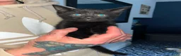 Mixed Breed cats for sale: Beautiful kittens  - Advert 6