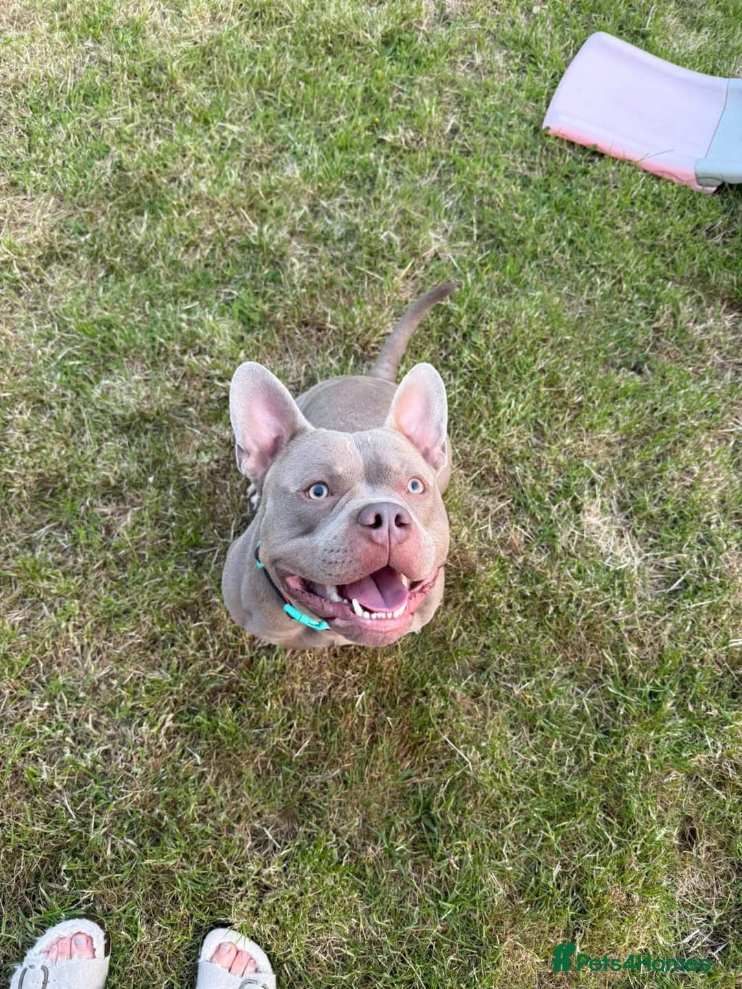 Mixed Breed dogs for sale: Blu the FRULLY - Advert 1