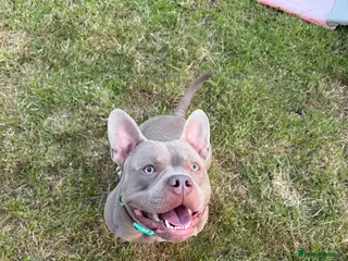 Mixed Breed dogs Blu the FRULLY - Advert 2