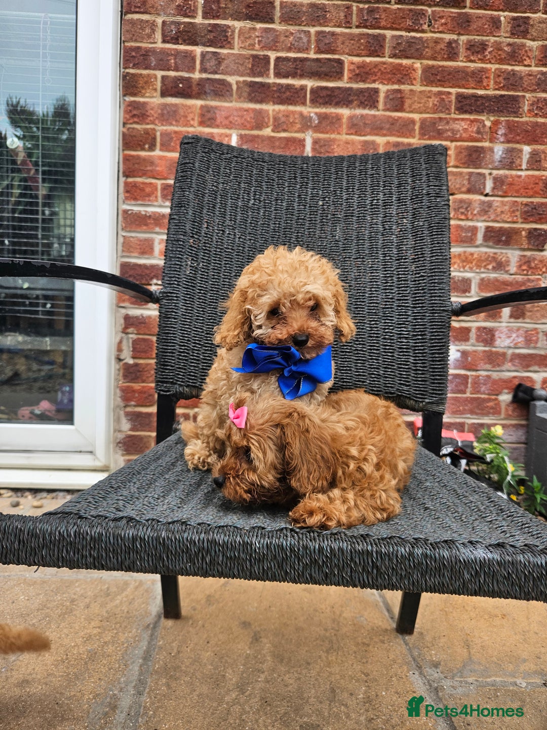 Cavapoo dogs for sale: F1b red cavapoo  - Image 9
