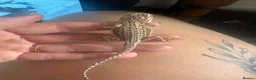 Bearded Dragon reptiles for sale: Friendly baby dragons - Advert 1