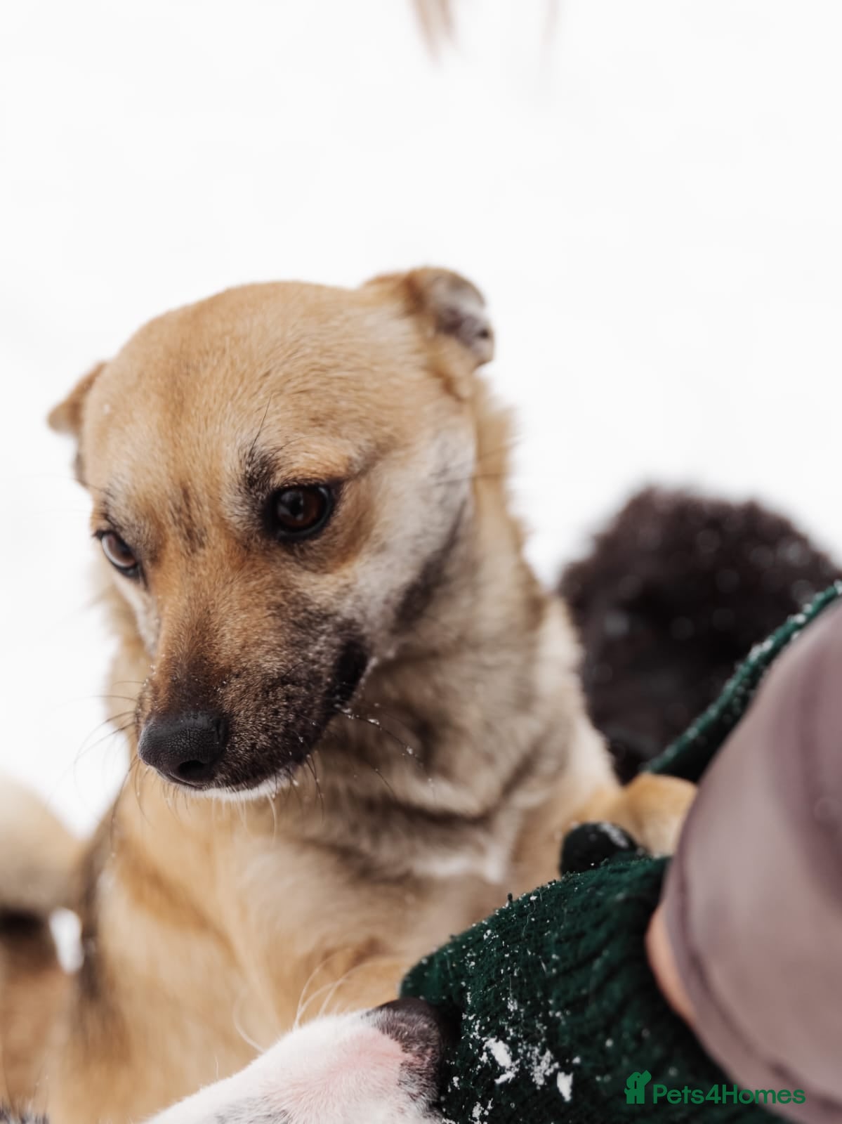 Mixed Breed dogs ❤️LEESA❤️ small in size, big in heart young girl - Advert 3