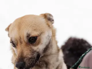 Mixed Breed dogs ❤️LEESA❤️ small in size, big in heart young girl - Advert 3