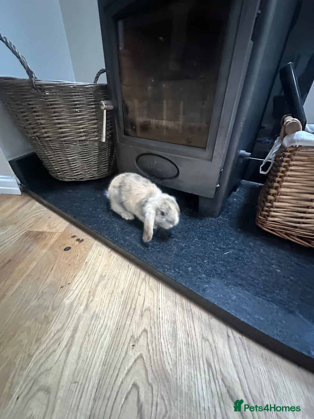 Mini Lop rabbits for sale: 6 x Harlequin Mini Lops in Abergele - Advert 1