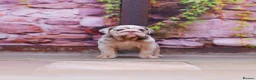 English Bulldog dogs for sale: Top Tier English Bulldogs READY NOW!! - Advert 16
