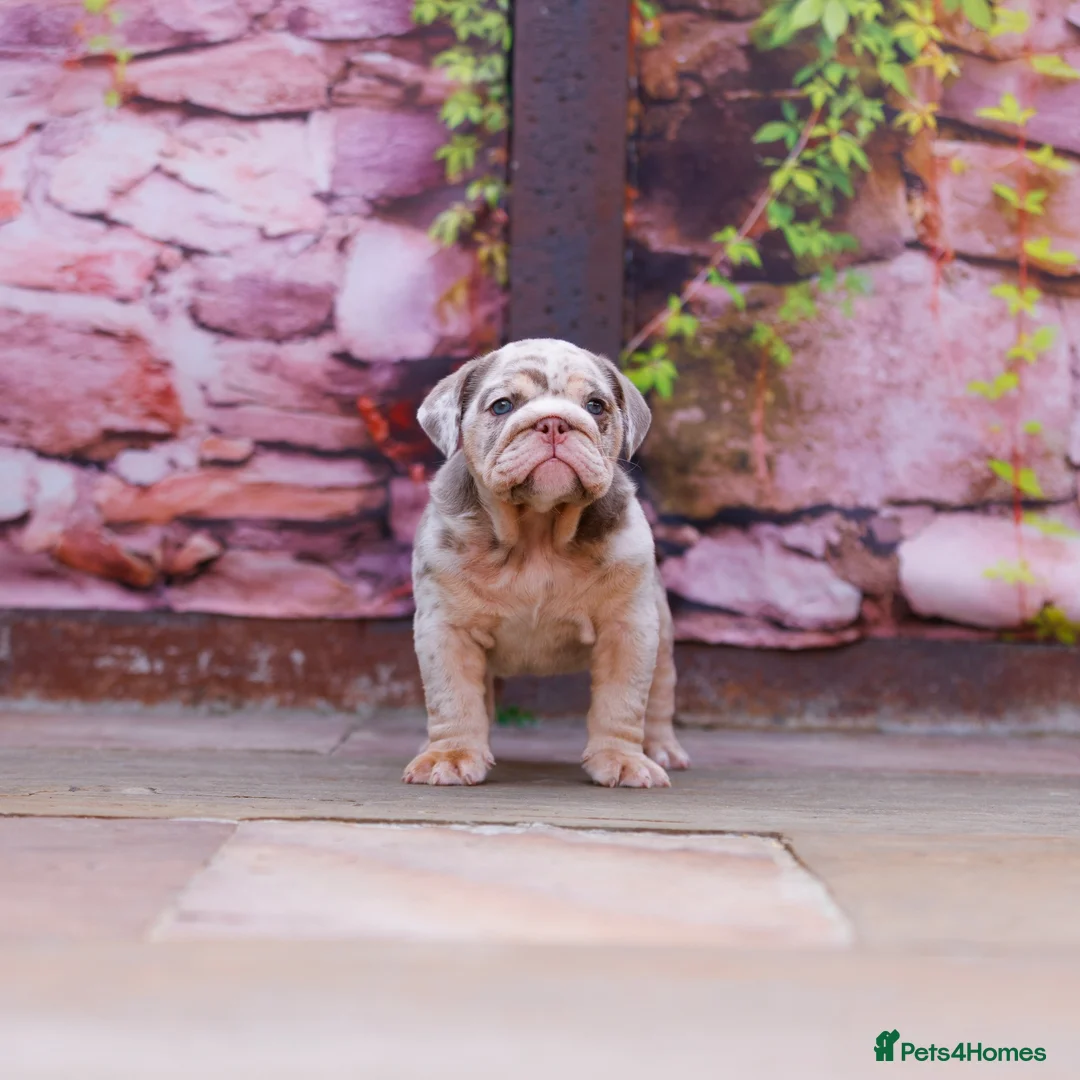 English Bulldog dogs for sale: Top Tier English Bulldogs READY NOW!! - Advert 16