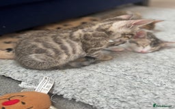 Bengal cats for sale: Bengal kittens  - Image 9