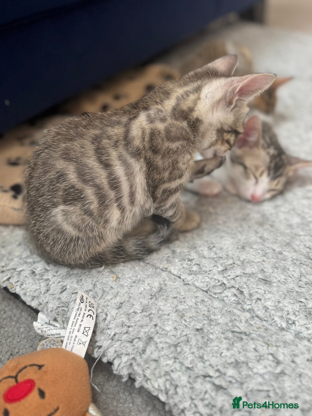Bengal cats for sale: Bengal kittens  - Image 9