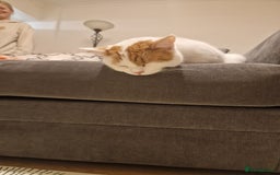 Mixed Breed cats for sale: 2 male cats  - Image 5