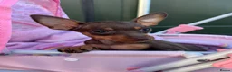 Miniature Pinscher dogs for sale: Beautiful 5generation pedigree min pin pupp - Advert 4