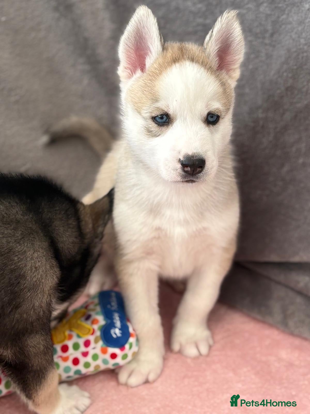 Siberian Husky dogs READY TO BE VIEWED! Gorgeous husky puppies! - Advert 8