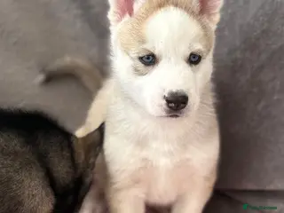 Siberian Husky dogs READY TO BE VIEWED! Gorgeous husky puppies! - Advert 8