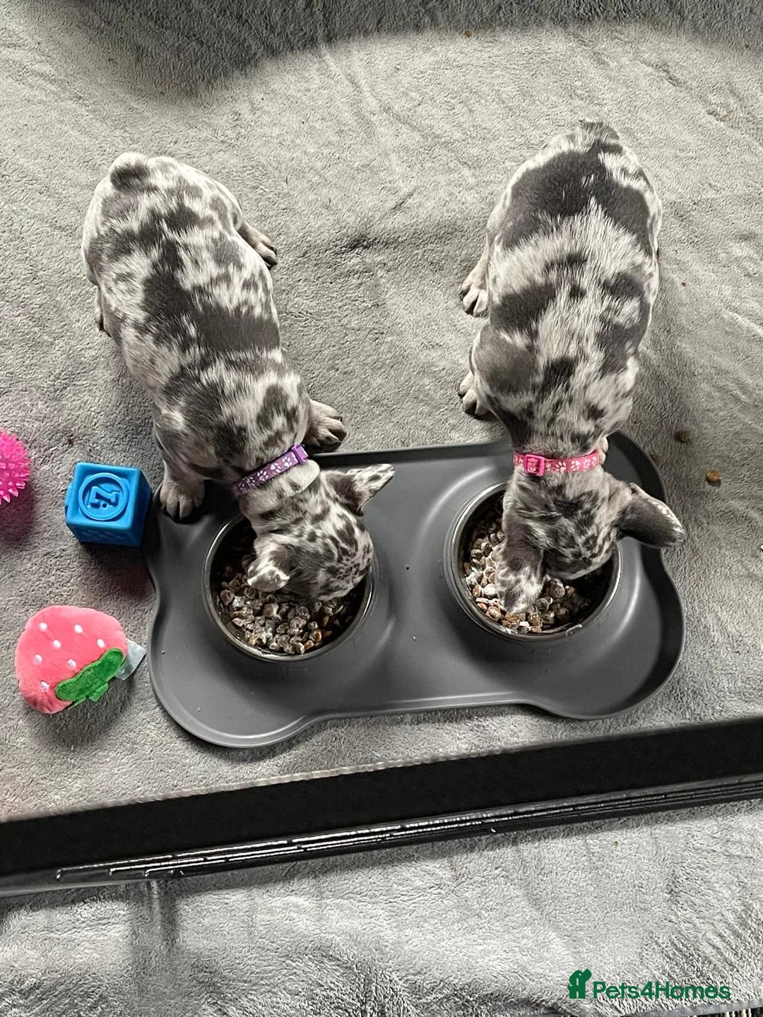 French Bulldog dogs for sale: 2 x French bulldogs  - Advert 7