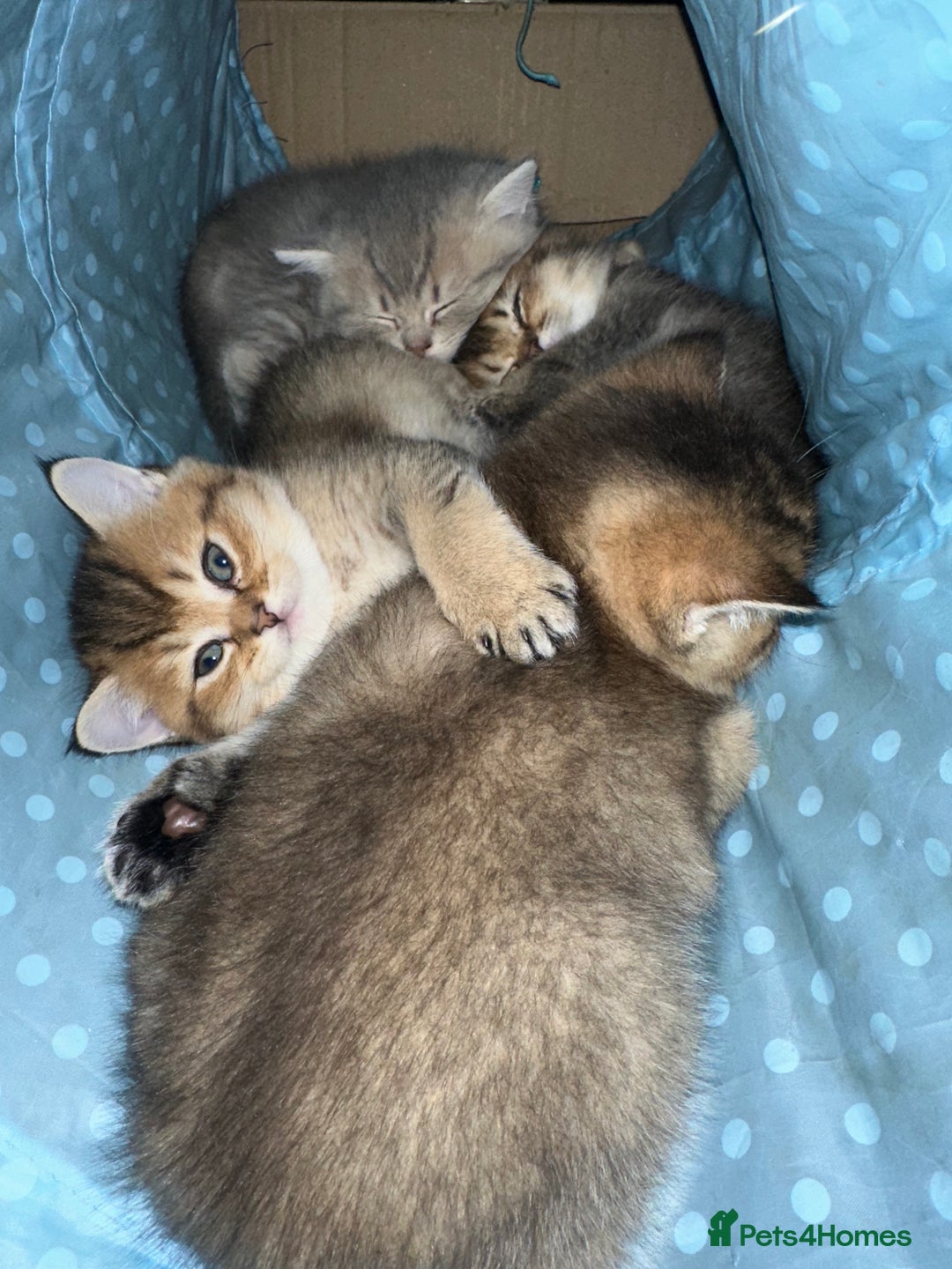 British Shorthair cats for sale: 4 adorable kitties for sale TICA registered - Advert 1