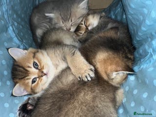 British Shorthair cats 4 Adorable British Short Hair Kittens - Advert 15