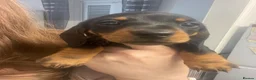 Miniature Dachshund dogs for sale: 4 black & tan miniature dachshund puppies. - Advert 18