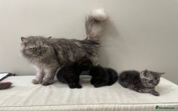Persian cats for sale: Chinchilla Persian Kittens  - Image 8