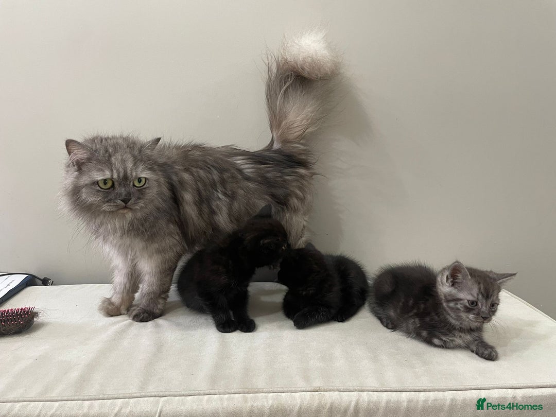 Persian cats for sale: Chinchilla Persian Kittens  - Image 8
