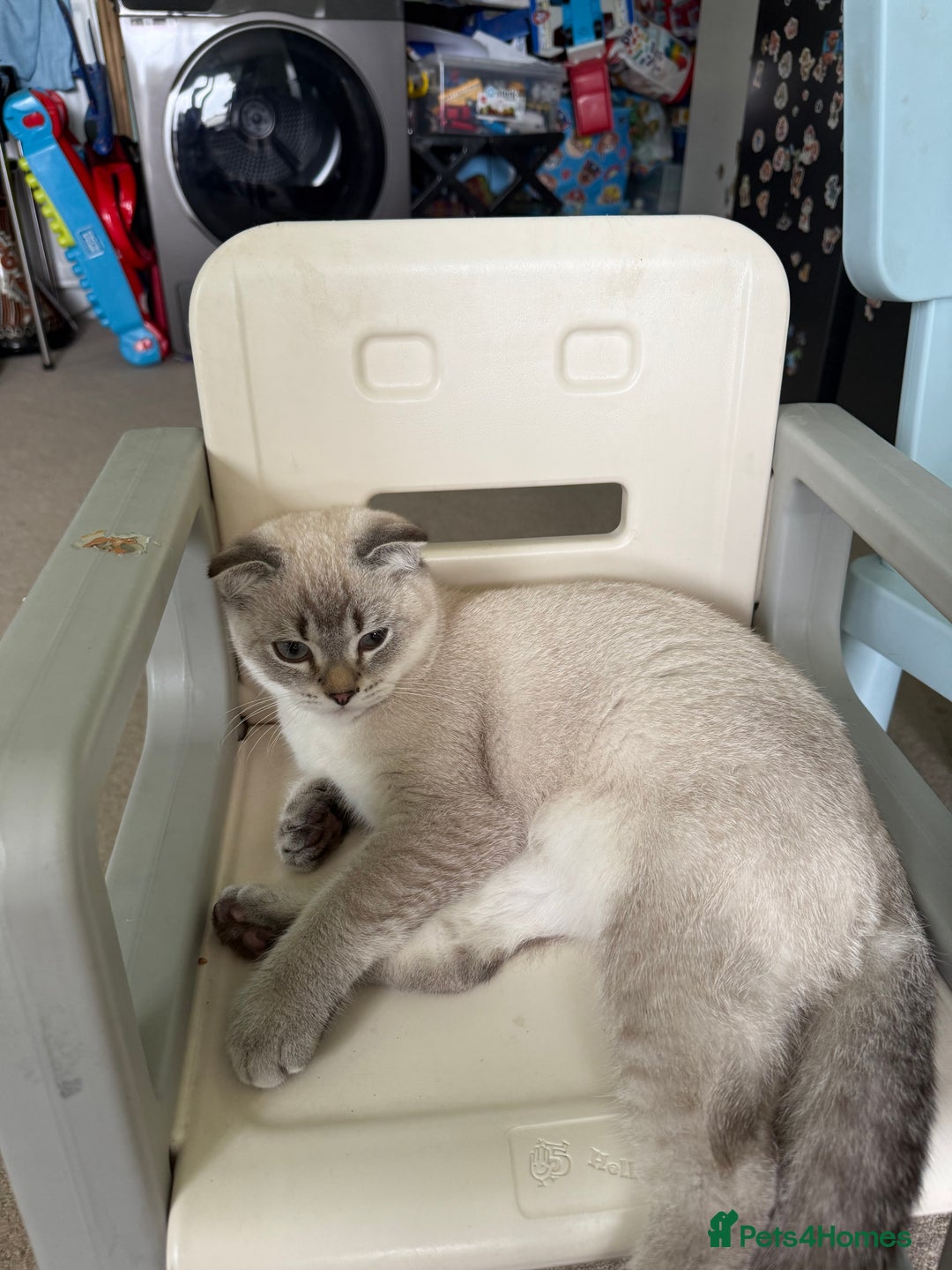 Scottish Fold cats for sale: British Shorthair and Scottish Fold - Image 25