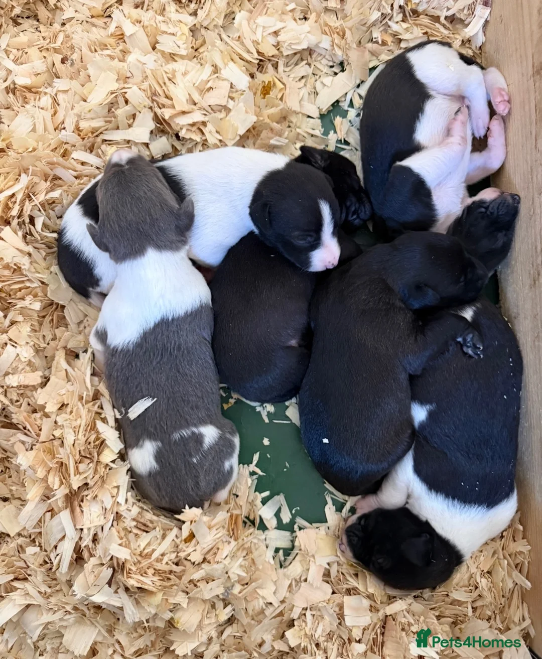 Mixed Breed dogs for sale: 🐾 Whippet × Lurcher Puppies 🐾 - Advert 26