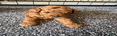 Toy Poodle 1