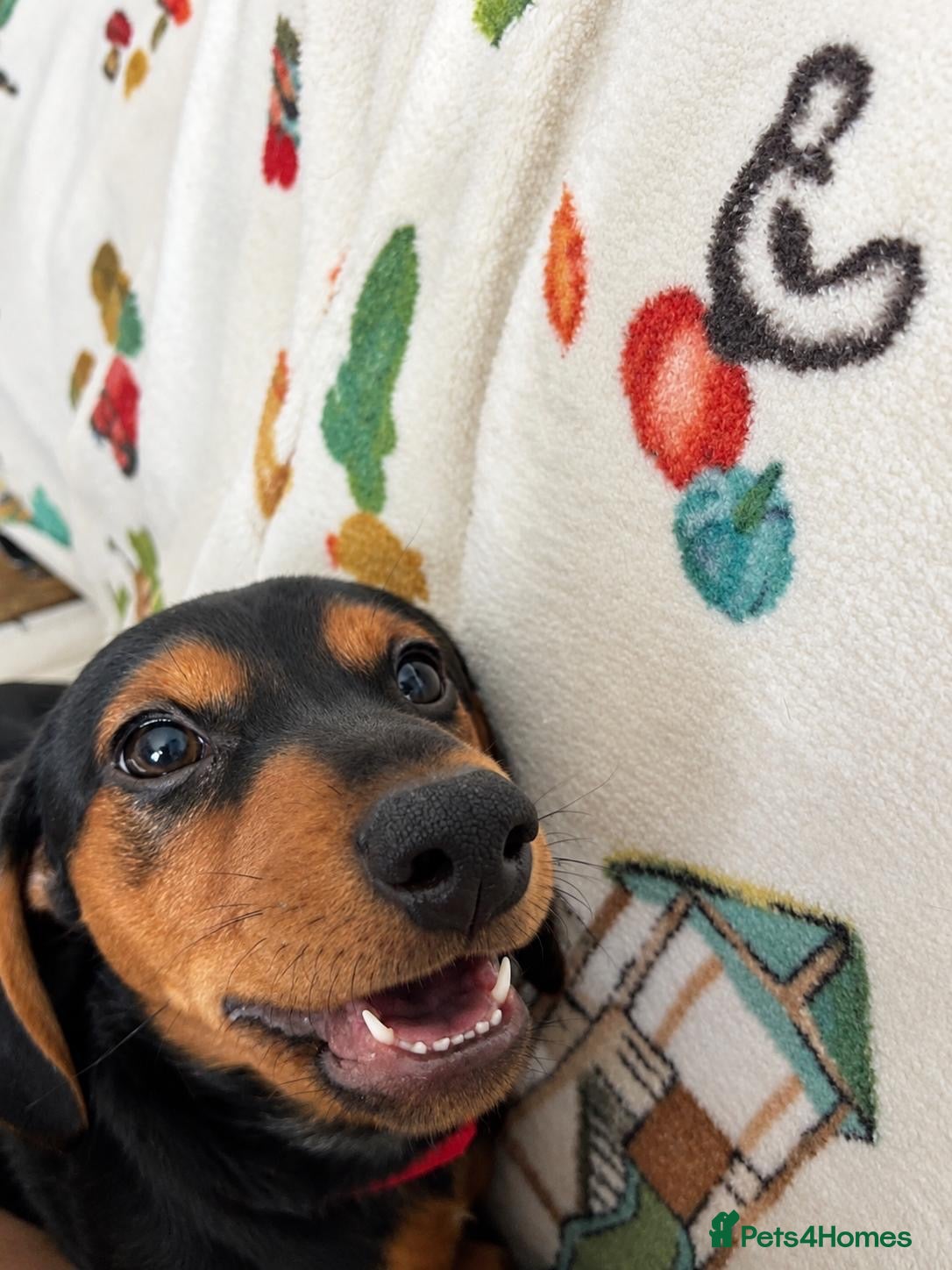 Dachshund dogs for sale: Woody - 4.5 months old. Male.  - Advert 2