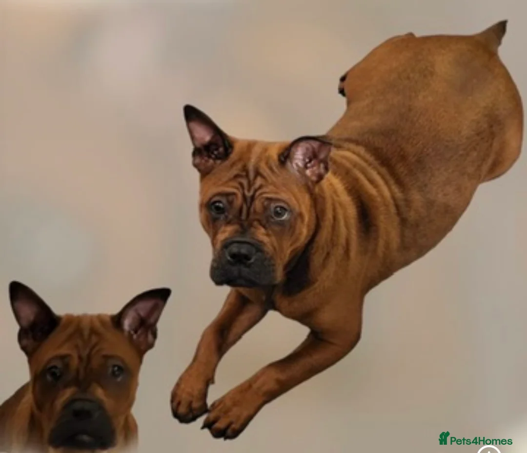 Chinese Red Dog dogs for sale: Needs a good home  - Advert 2
