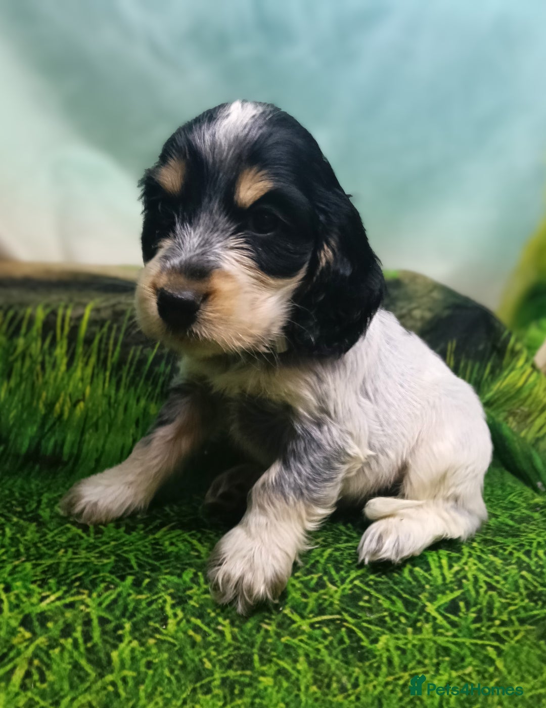 Cocker Spaniel dogs for sale: Show Type blue/Tri/chocolate Roan Cocker Spaniels  - Image 18