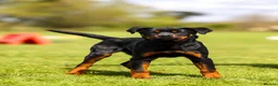 Rottweiler dogs for sale: Female Rottwieler - Roma  - Advert 3