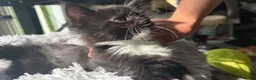Mixed Breed cats for sale: Mixed Maine Coon Kittens in Richmond - Advert 23