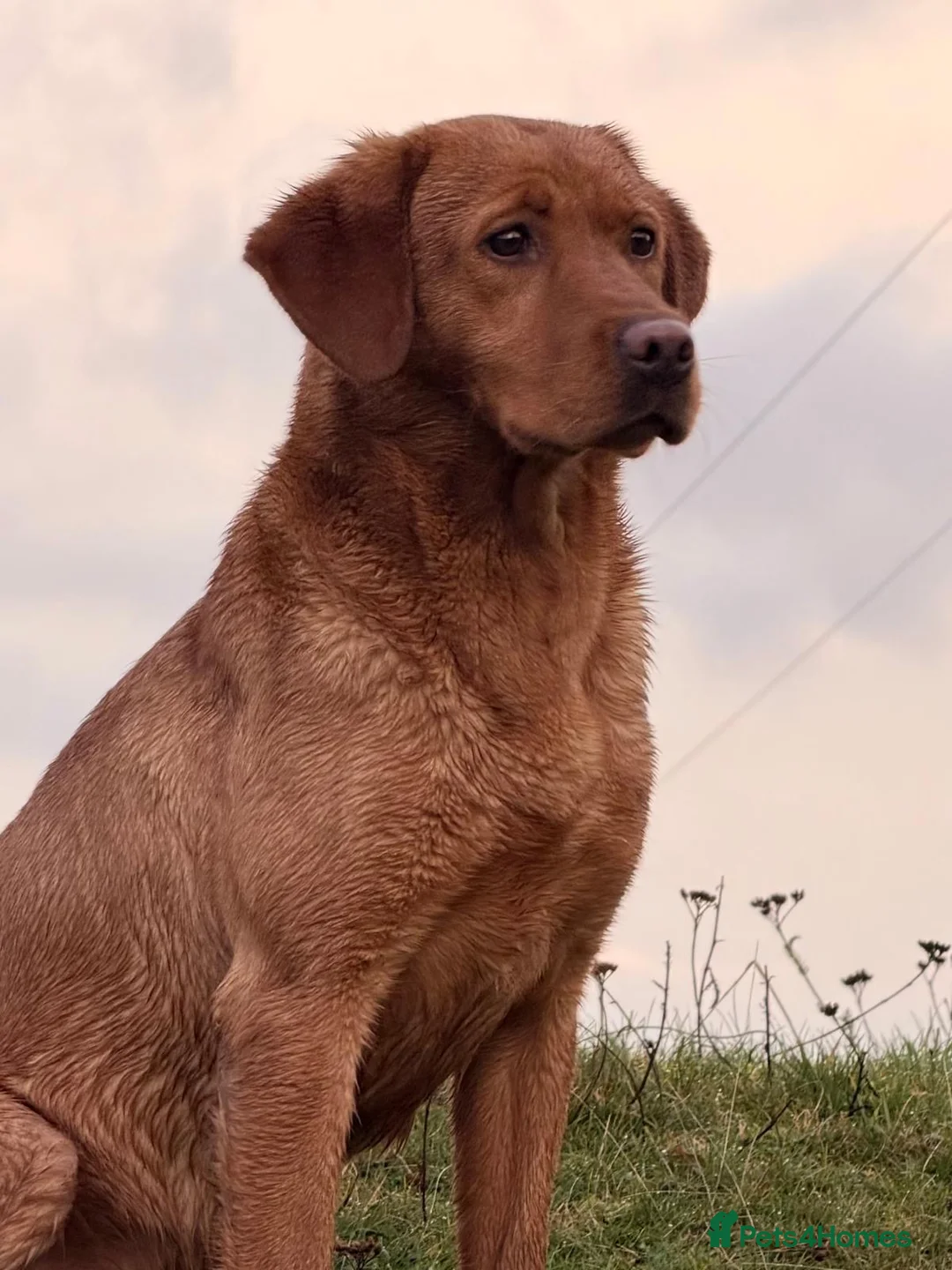 Labrador Retriever dogs for sale: KC reg fox red Labradors  - Advert 7