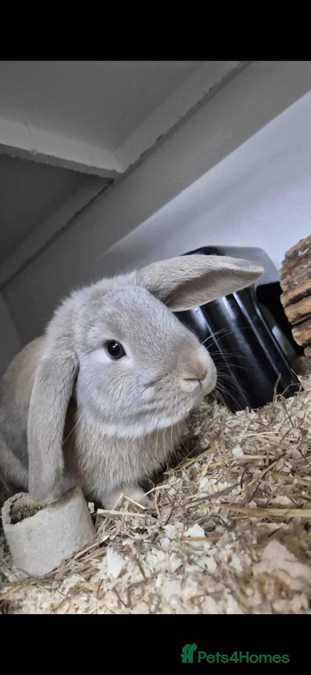 Dwarf Lop rabbits for sale: Huxley dwarf lop vaccinated,and castrated  - Advert 5