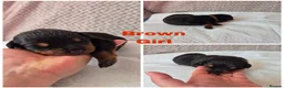 Rottweiler dogs for sale: Rottweiler puppies in Newcastle upon Tyne - Advert 5