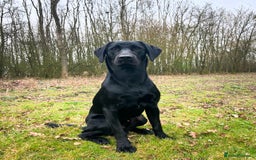 Labrador Retriever dogs for stud: Traditional Working Labrador with a Heart of Gold. - Image 5